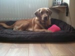 Annie the Labrador on her bed