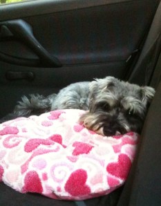 Little Bear laying in the back of the car 