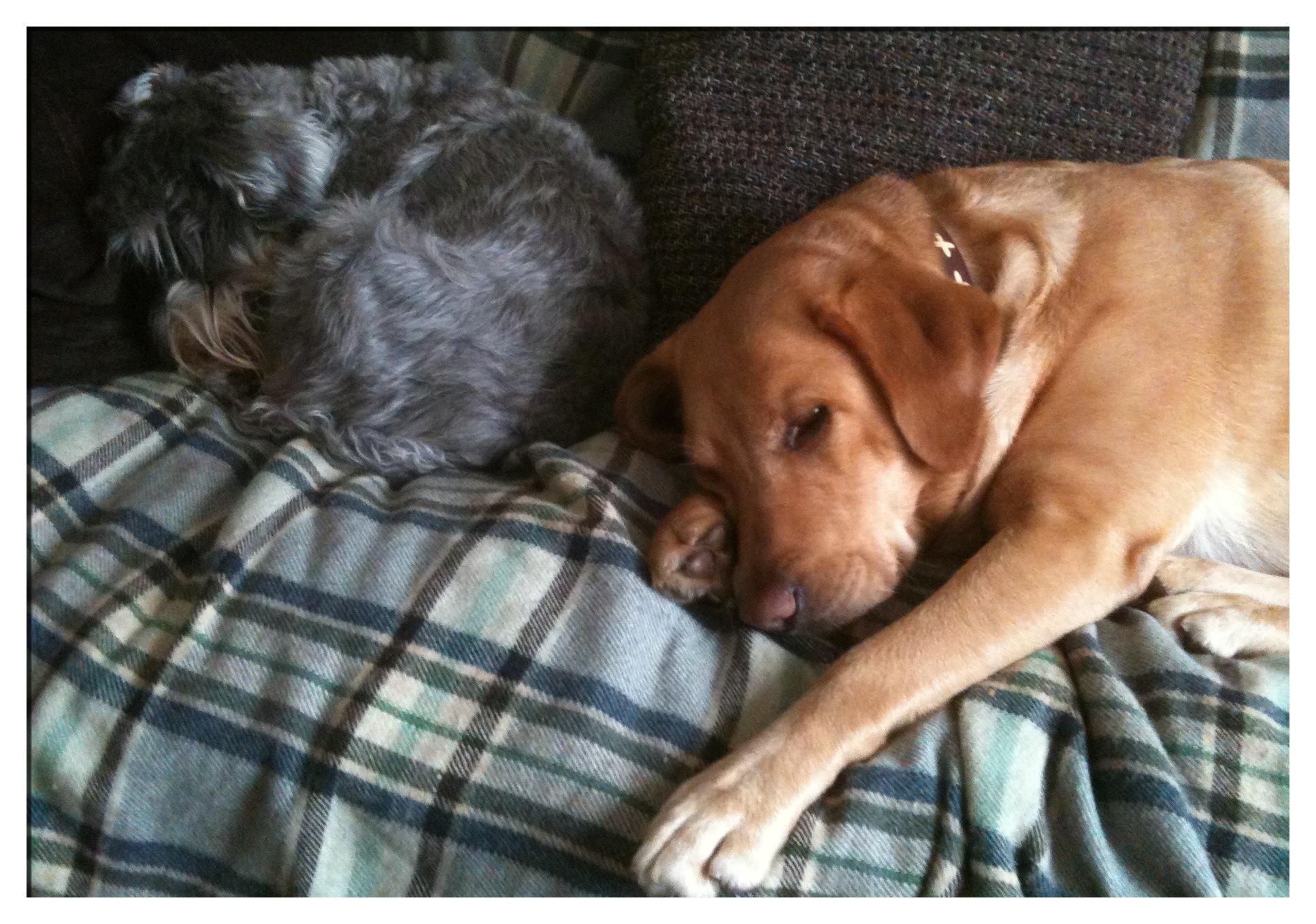 Little Bear and Annie on the sofa