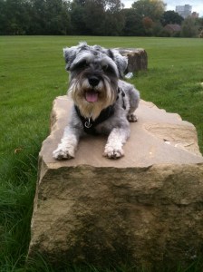 Little Bear the Miniature Schnauzer