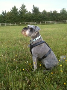 Mini Schnauzer Little Bear sitting in a field 