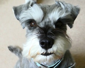 Little Bear the Mini Schnauzer 