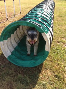 Little Bear finds a shady spot 