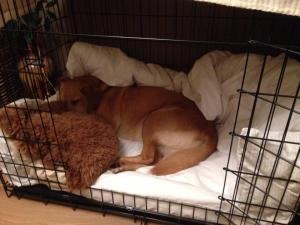 Annie the Labrador sleeping in her bed