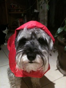 Mini Schnauzer Little Bear in a red coat