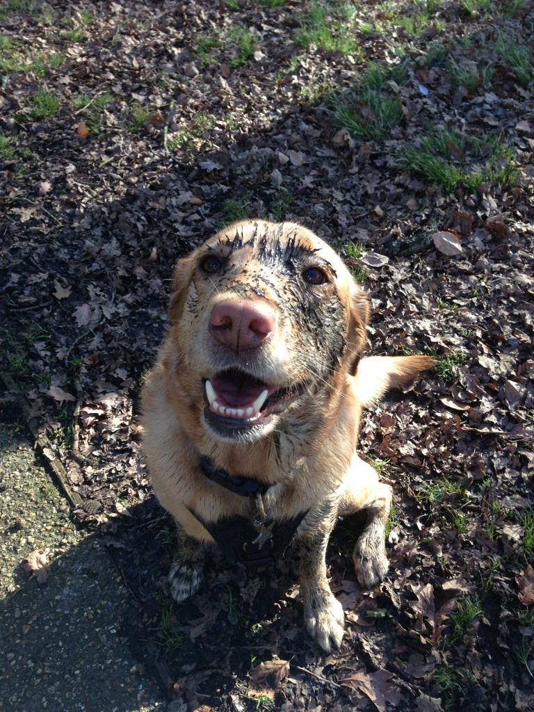 Annie the Labrador covered in mud