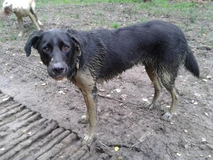 Paddy the Collie Lab mix gets muddy