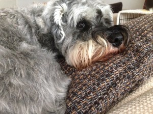 Little Bear the Mini Schnauzer 
