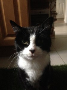 Black and white cat Camden 