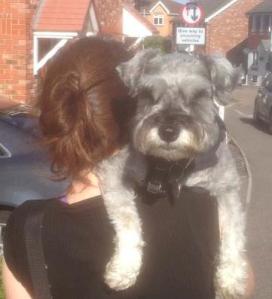 Mini Schnauzer dog being carried