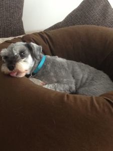 Mini Schnauzer Little Bear sticking out his tongue 