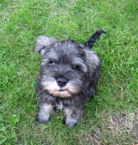 Mini schnauzer puppy Little Bear