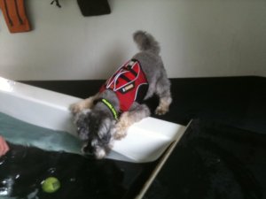 Mini Schnauzer Little Bear in the pool