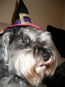Mini Schnauzer Little Bear in witches hat