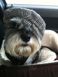 Mini Schnauzer Little Bear in a hat