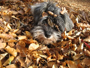 Mini Schnauzer Little Bear in the autumn leaves