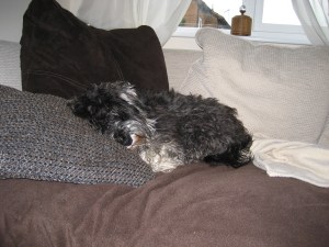 Mini schnauzer Little Bear sleeping on the sofa 