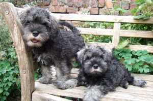 Two mini schnauzer puppies 