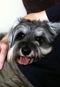 Mini schnauzer Little Bear having a cuddle 