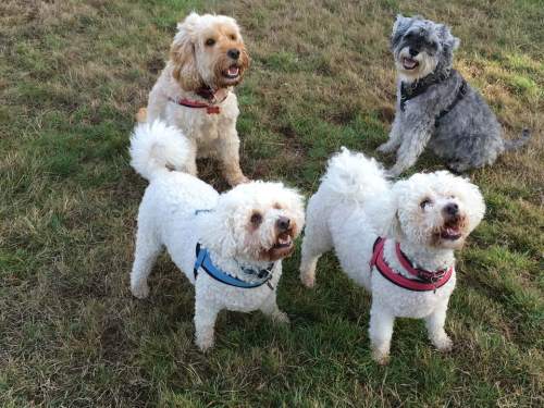 42157330_10214552290139751_7732499394179629056_n