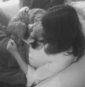 Mini Schnauzer curled up on the writer's chest