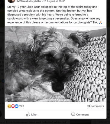 Screen shot of Facebook post asking for help for a sad looking Mini Schnauzer
