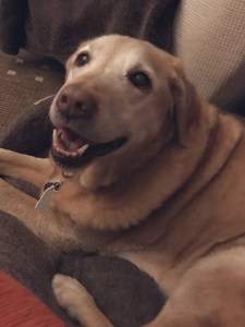 Red fox Labrador, laying down, 'smiling' at camera 