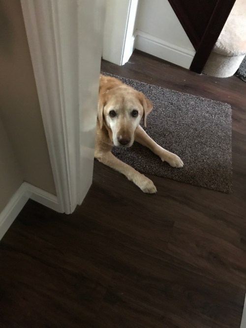 Red fox Labrador peeking around door