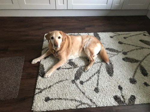 Red fox Labrador laying on rug in kitchen