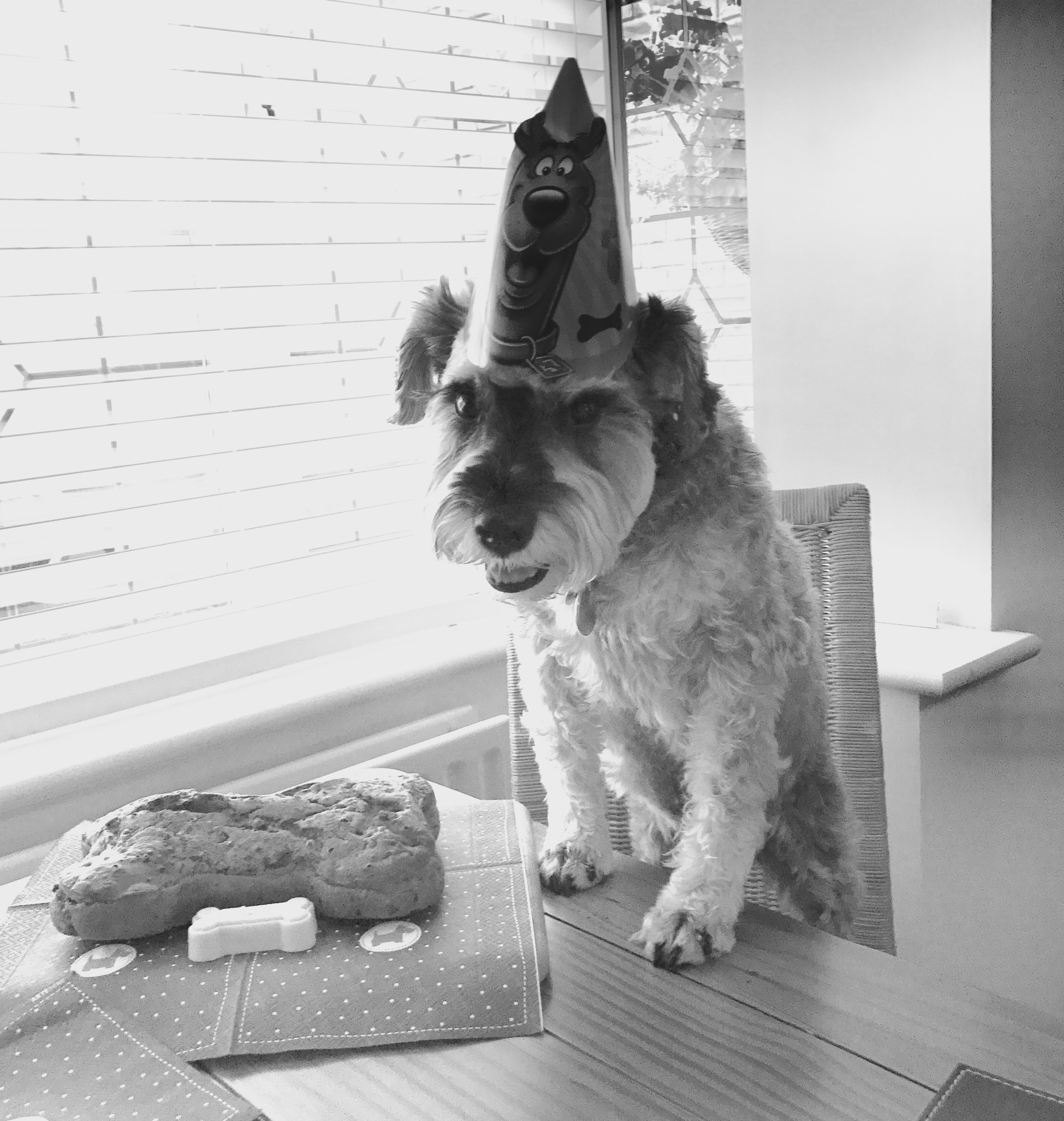 Mini Schnauzer stands with front feet on a table, wearing a party hat and looking at a bone shaped cake