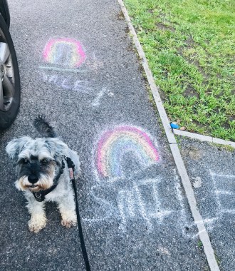 Mini Schnauzer dog Bear sitting on the pavement next to a chalk drawing of a rainbow and the word 'Smile'