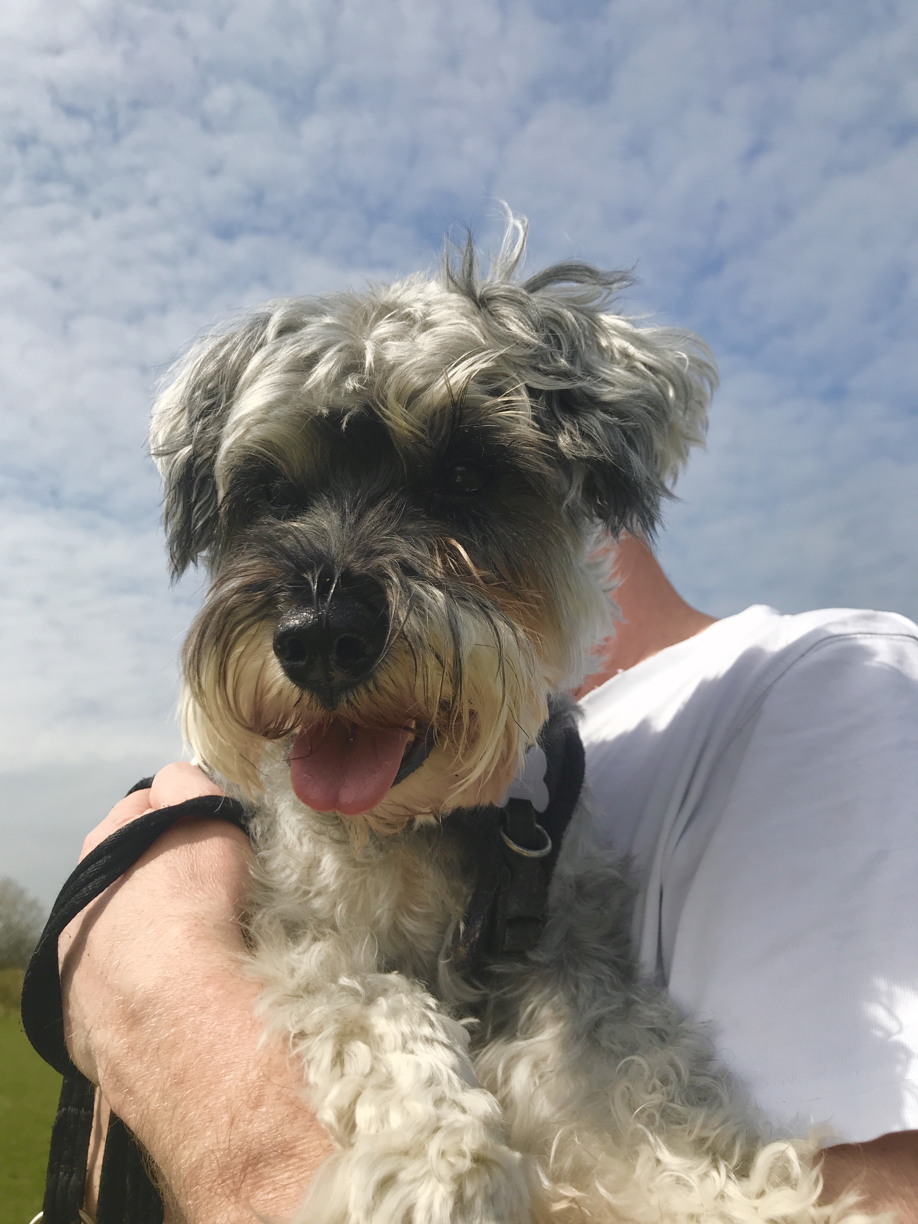 Mini Schnauzer being carried