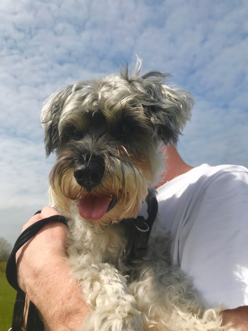 Mini Schnauzer being carried