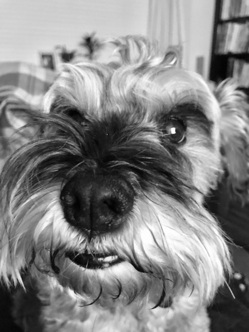 Close up shot of Mini Schnauzer Little Bear