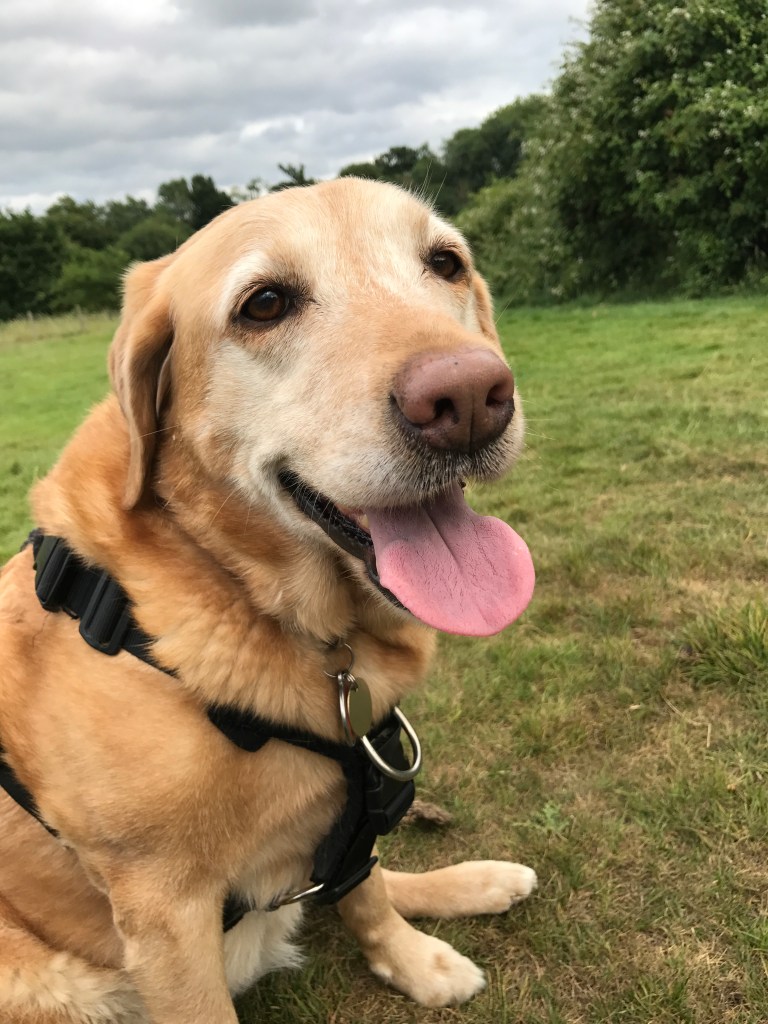 Red fox Labrador dog looking at camera
